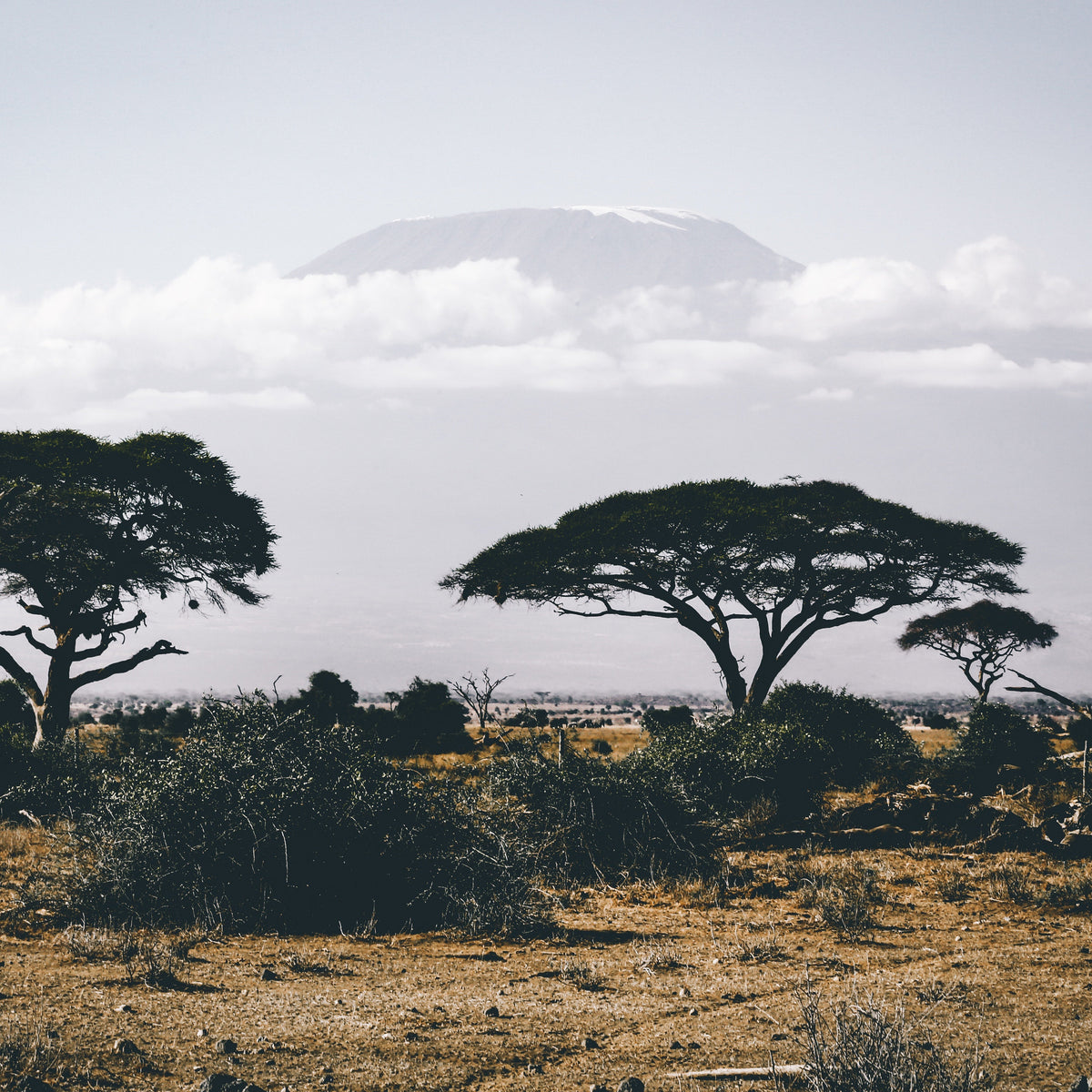 Who is "Africology"?