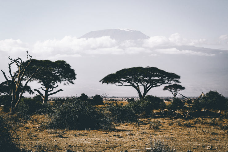 Who is "Africology"?